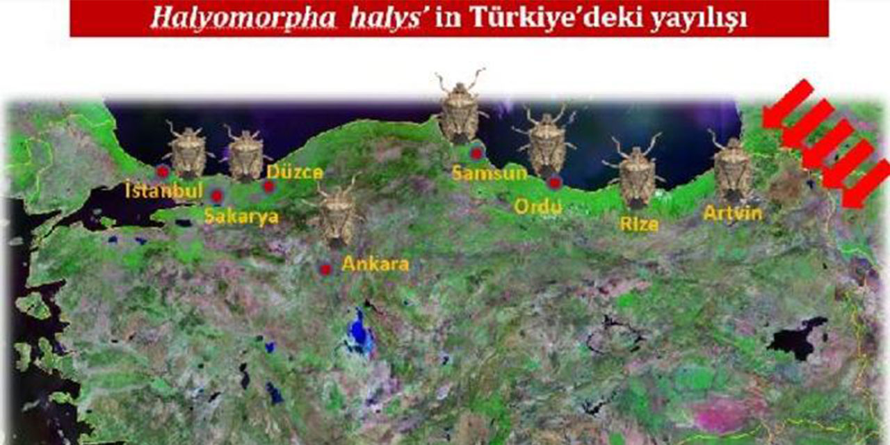 Karadeniz’de ‘kahverengi kokarca’ alarmı