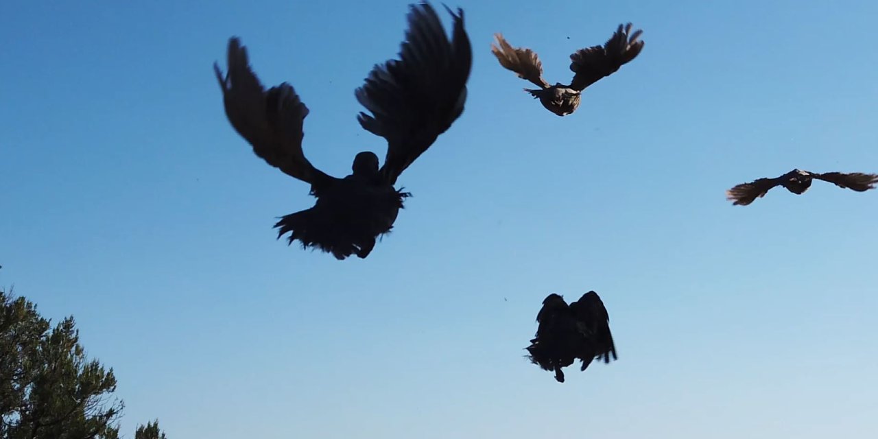 Yok Olma Tehlikesindeki Türler İçin Üretim Desteği