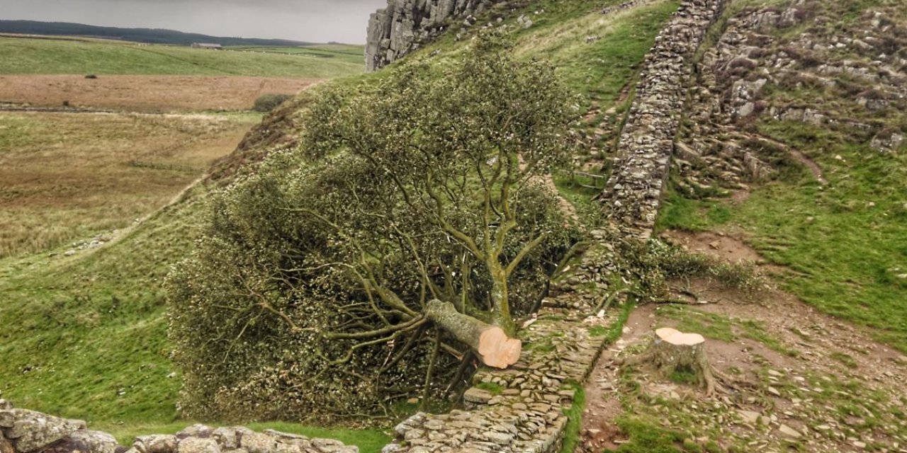 İngiltere’de Yaklaşık 300 Yıllık İkonik Bir Ağacı Kesen Genç Gözaltında