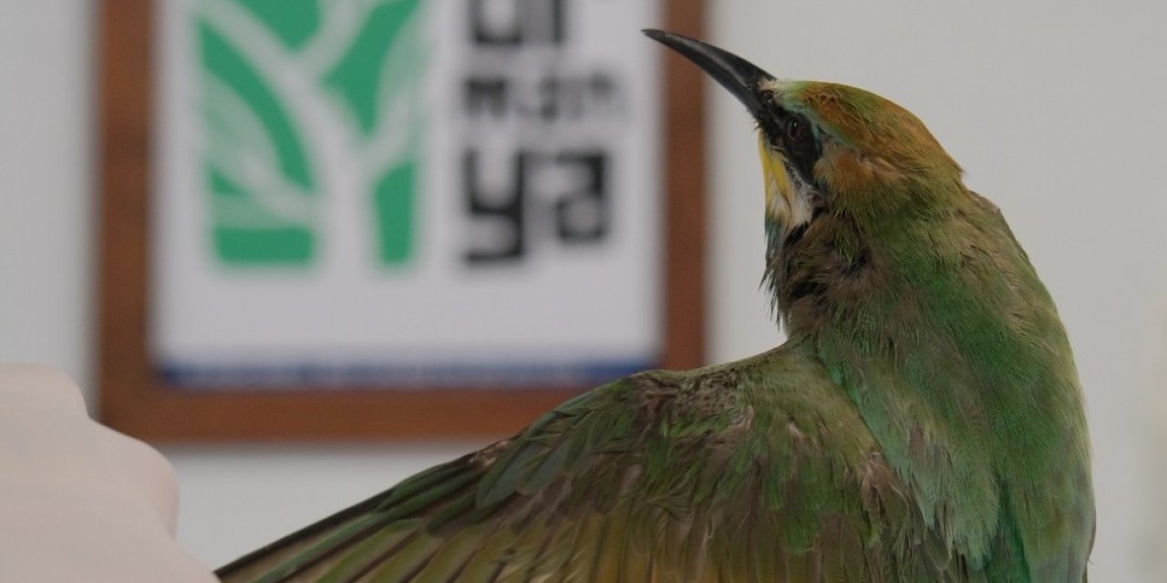 Tüfekle Vurulan Arı Kuşuna Tedavi