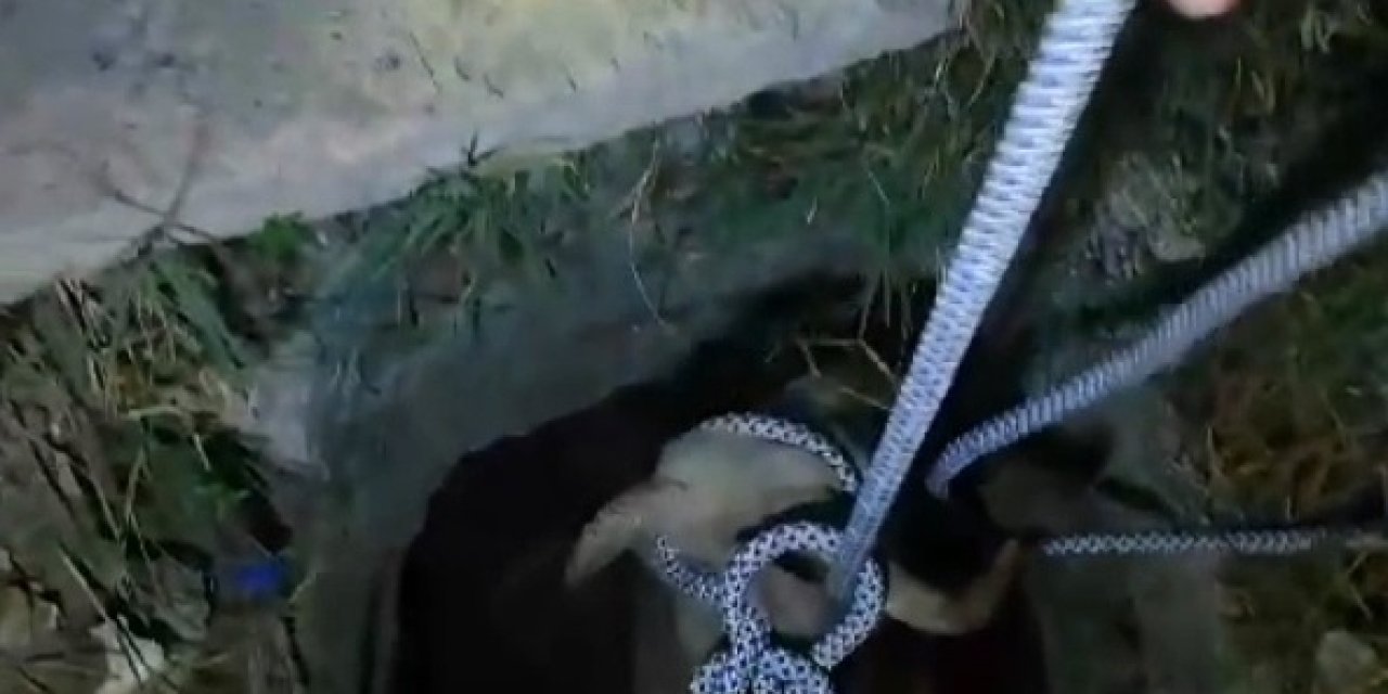 Kanalizasyona Düşen Koyunu İtfaiye Kurtardı