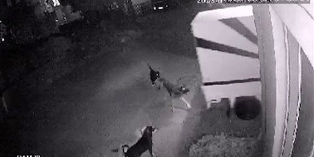 Sokak Köpekleri, Baba- Oğlun Korkulu Rüyası Oldu