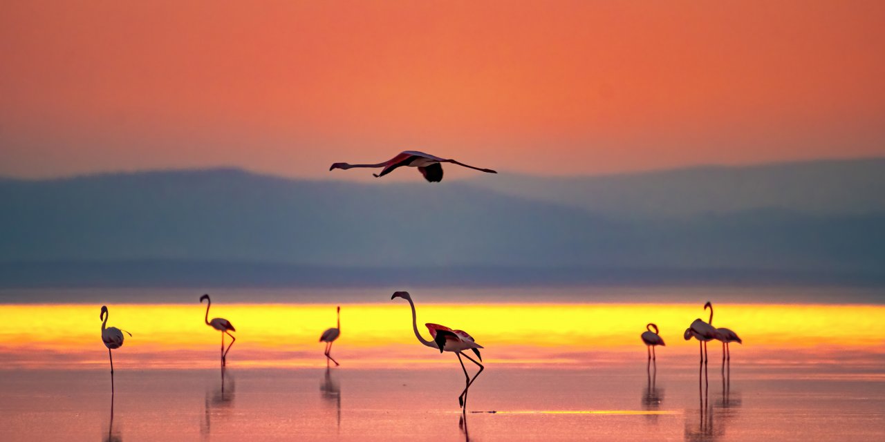 Tuz Gölü'nün Misafirlerinin Göçü Başladı