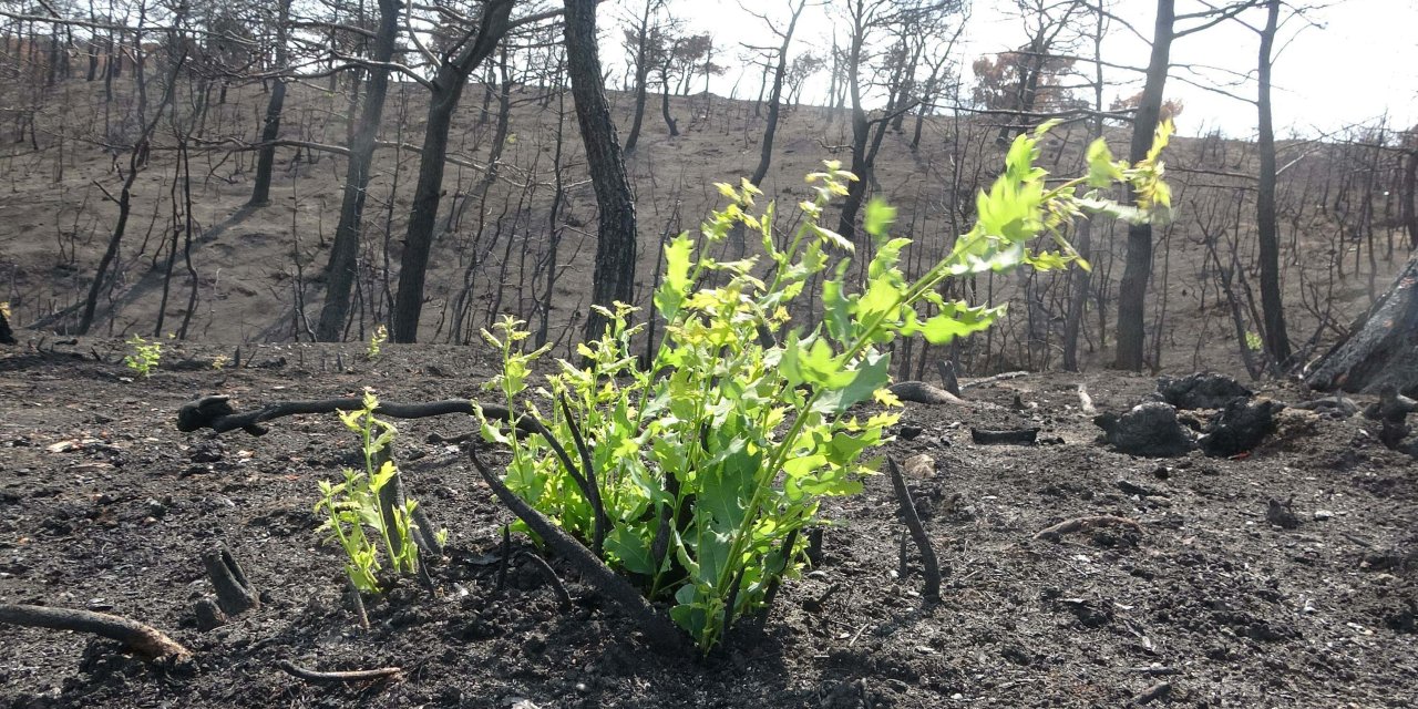 Çanakkale'de Yangından 1 Ay Sonra Bitki Örtüsü Yeniden Yeşermeye Başladı