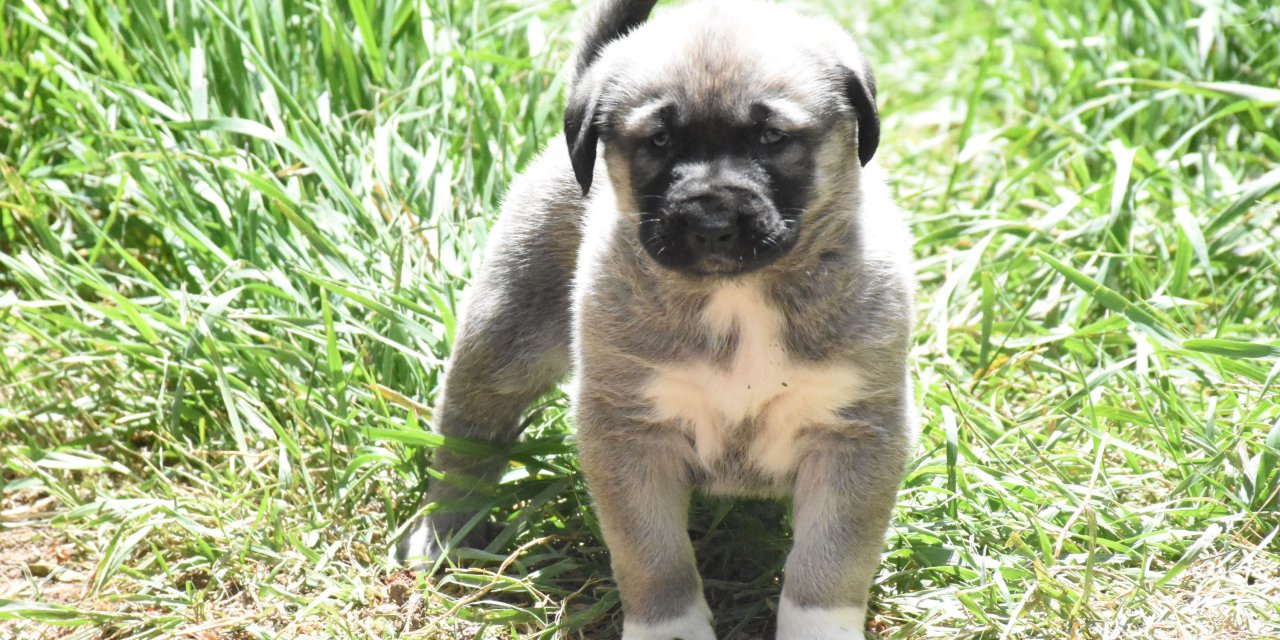 Kangal Köpeklerinin Eğitilebilirliği 'Yapay Zeka' İle Ortaya Çıkarılacak