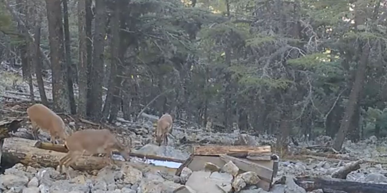 Yaban Keçisi Ailesi Fotokapanda