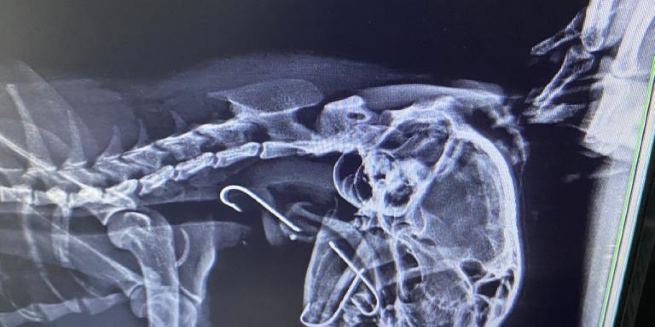 Boğazına 3 Olta Kancası Takılan Kedi, Tedavi Edildi