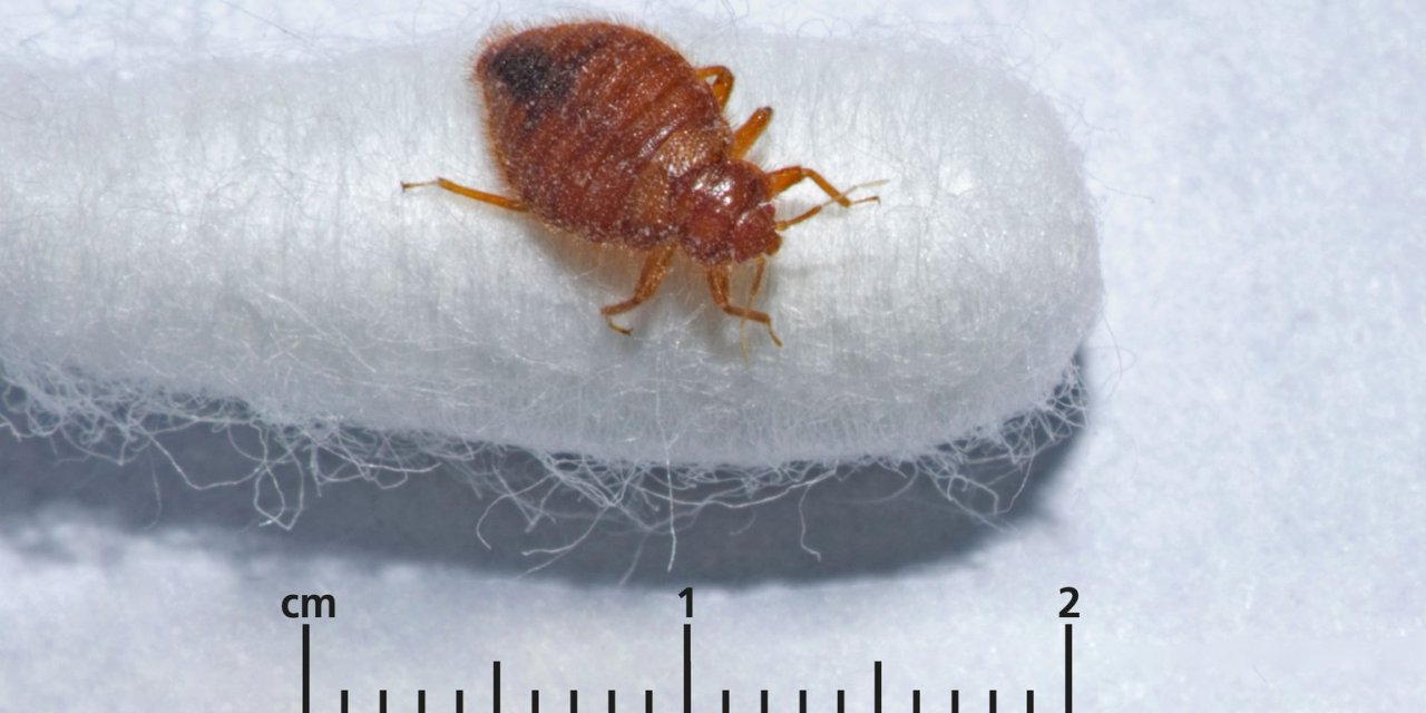 Fransa'nın Başkenti Paris’i Tahtakuruları Bastı