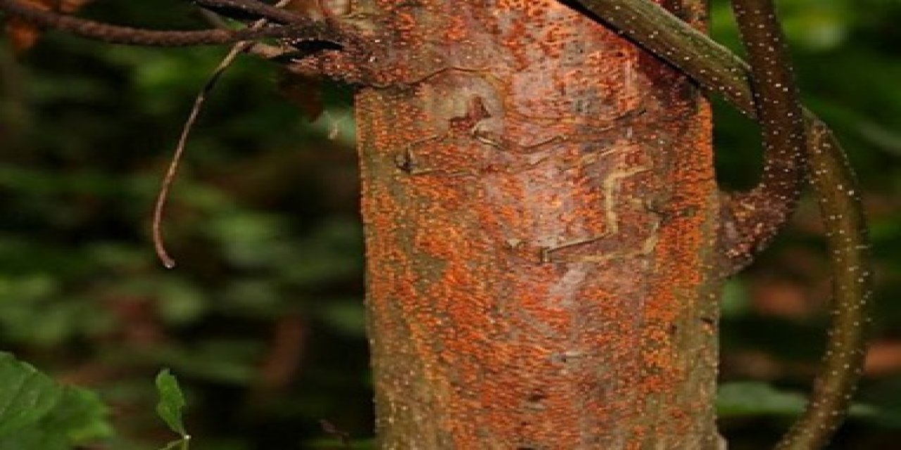 Kestane Kanserine Mantarlı Çözüm