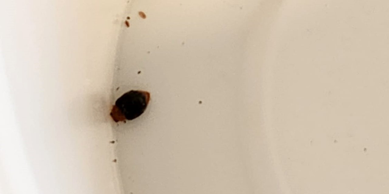 Avcı Böcekler, 1200 Kilometrelik Sahil Bandında Zararlıyla Savaşıyor