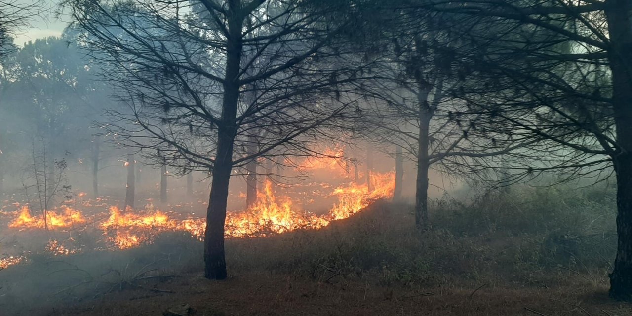 Çanakkale'de Orman Yangını