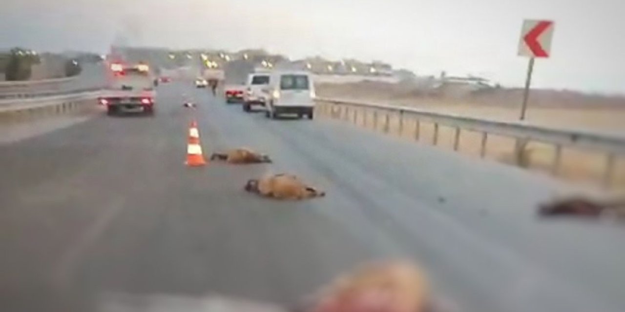 Kamyon, Sürüye Çarptı; 17 Koyun Öldü