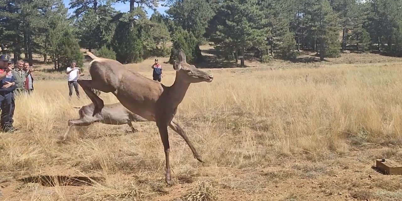 Bursa'dan Burdur'a Getirilen 3 Kızılgeyik Doğaya Bırakıldı