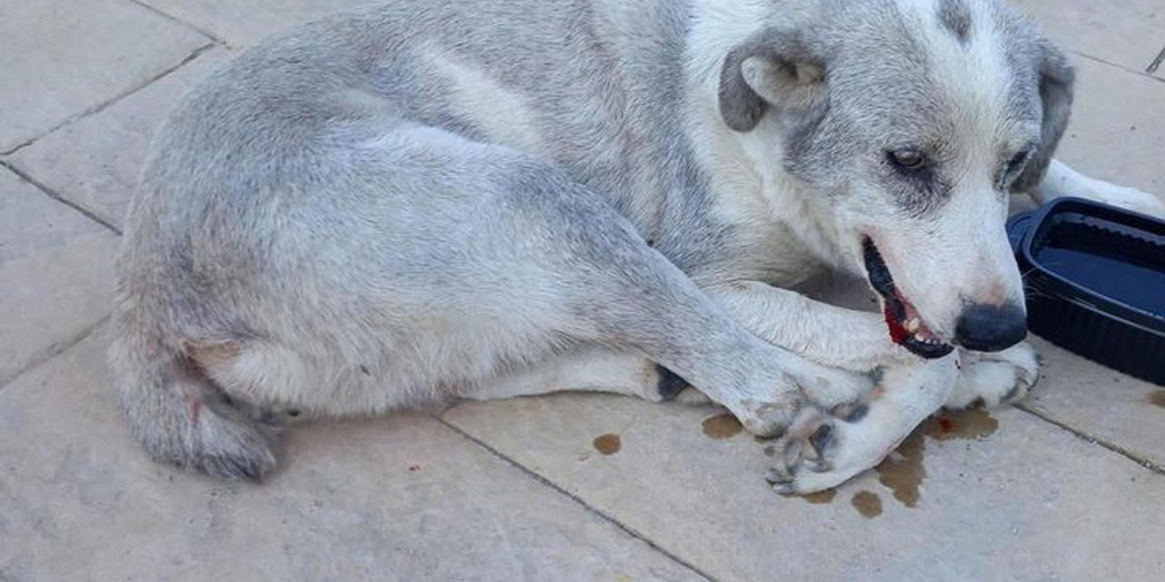 Ciple Sokak Köpeğinin Üzerinden Geçti; O Anlar Kamerada