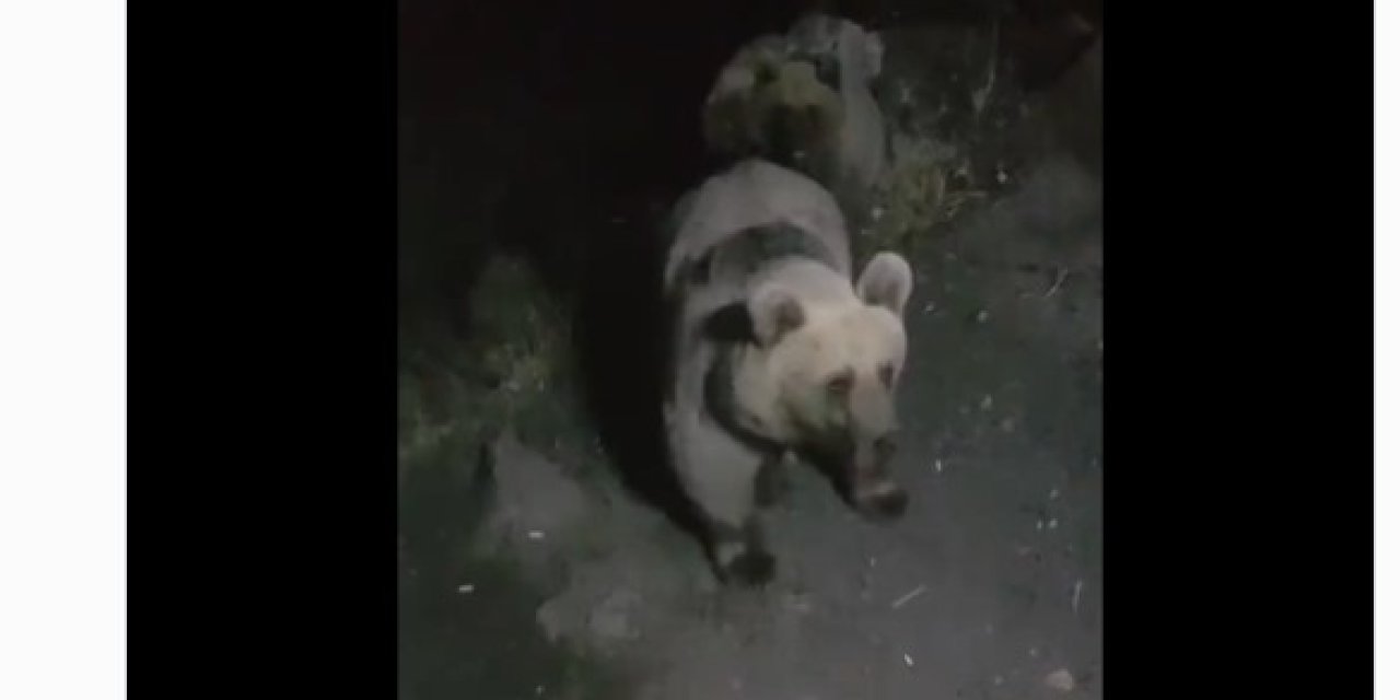 Boz Ayılar, Su Yönetimi Ekiplerinin Kamerasında