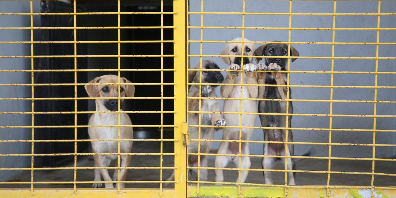 Eskişehir'de Hayvan Bakımevinin Kapatma Kararına, 'Yürütmeyi Durdurma' Çıktı