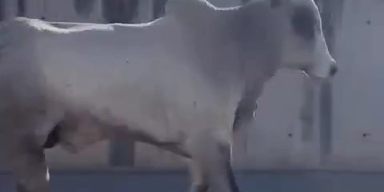 İskenderun'da Angus Nakil Sırasında Kaçtı, Ekipler Seferber Oldu