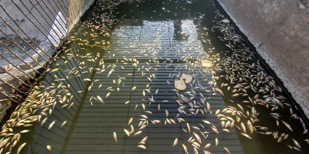 Edirne'de, Sulama Kanalında Oksijensiz Kalan Yüzlerce Balık Öldü