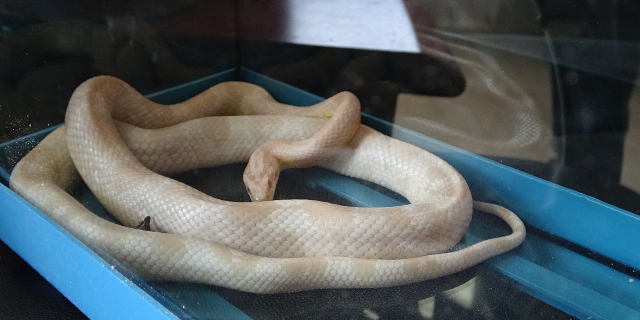 Mısır Yılanı Ve Tarantulayı Satmak İsterken Yakalandı