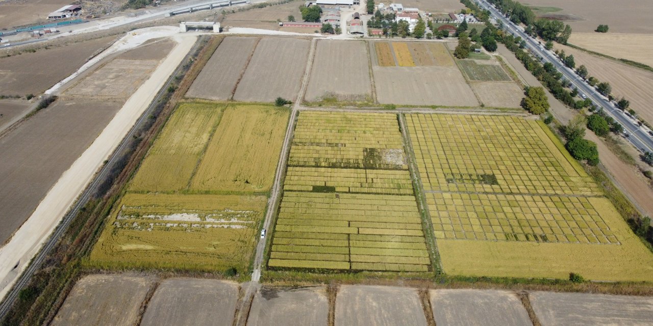 Trakya Tarımsal Araştırma Enstitüsü'nde, 99 Yılda 195 Farklı Tohum Geliştirildi