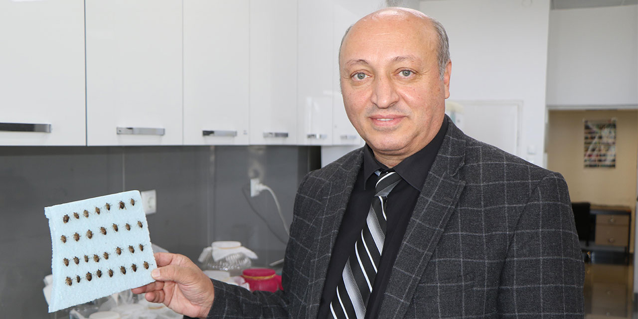 Doç. Dr. Saruhan: Kahverengi Kokarca Böceği Görüldüğü Yerde İmha Edilmeli
