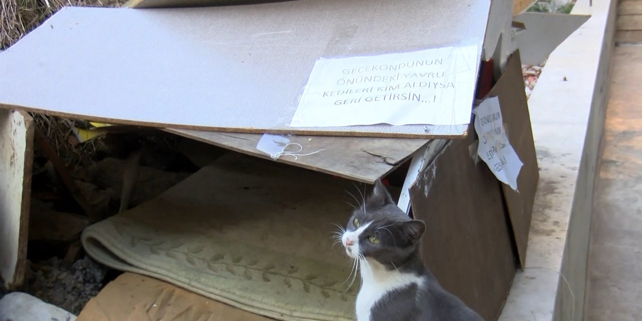 Sultangazi'de Yavru Kedileri Annesine Kavuşturmak İçin Camiden Anonsla Çağrı