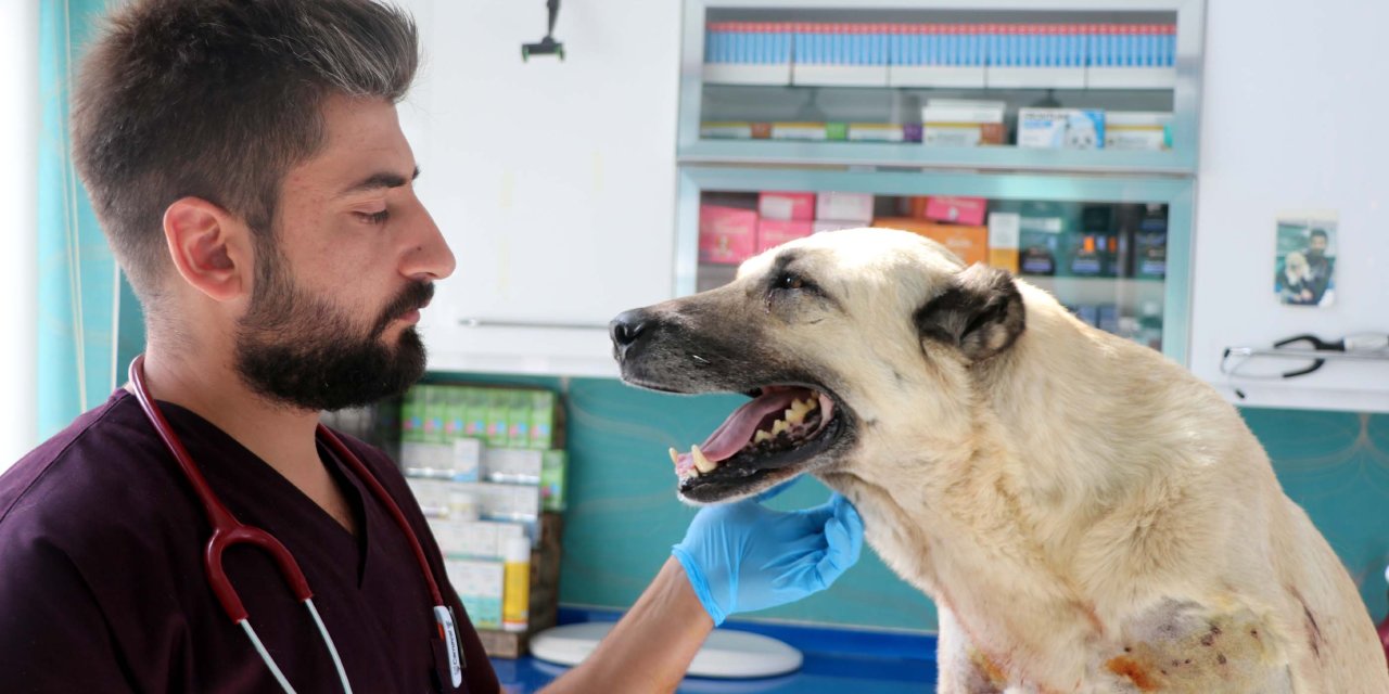 Tüfekle Vurulan 2 Köpekte, 200 Saçmaya Rastlandı