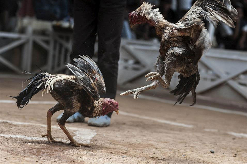 Trabzon'da horoz dövüştüren 16 kişiye 64 bin 880 lira ceza
