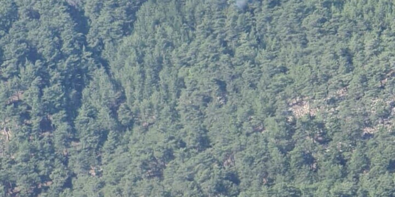 Muğla'da Orman Yangını