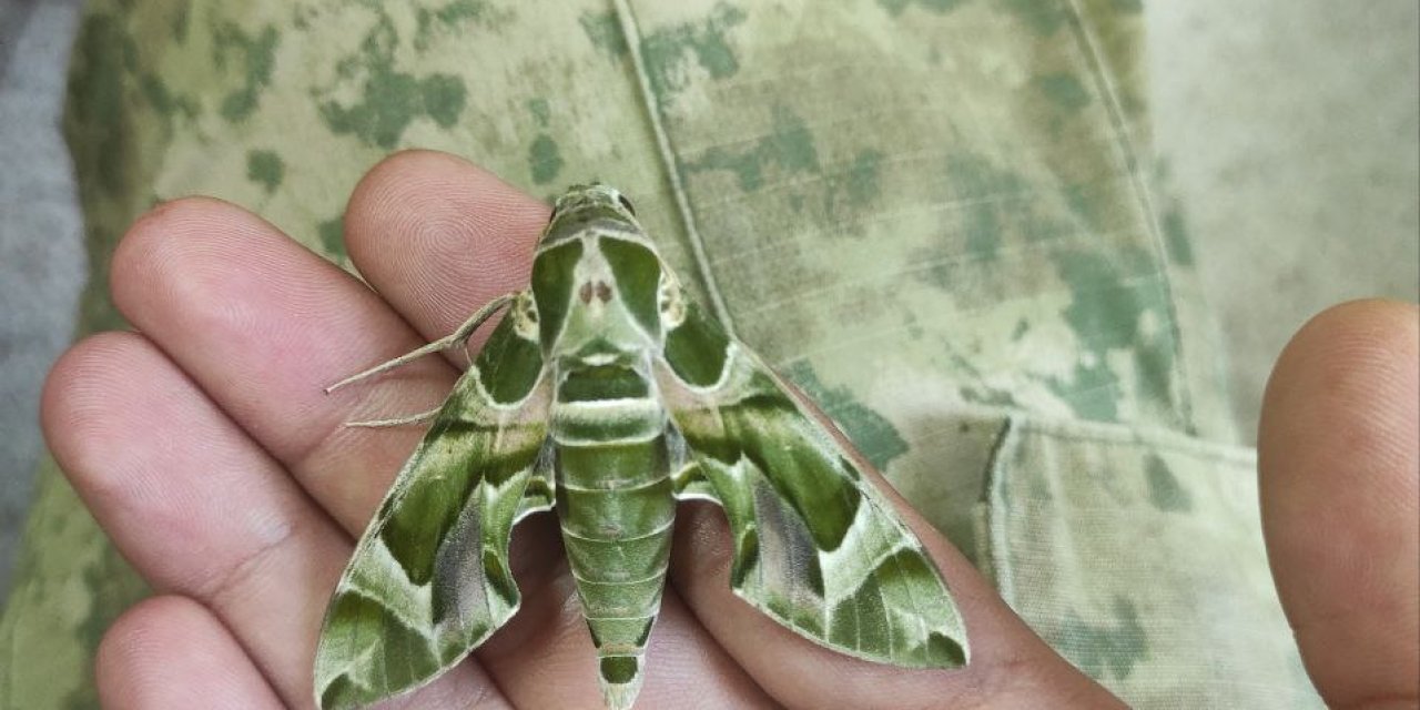 Zehirli Zakkum Çiçeğiyle Beslenen Mekik Kelebeğinin Tırtılına 'Dokunmayın' Uyarısı