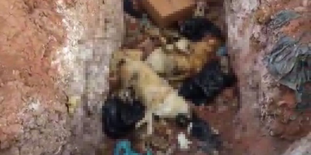 Tunceli’de Köpeklerin Öldürülerek Çukura Atıldığı İddiasına İnceleme