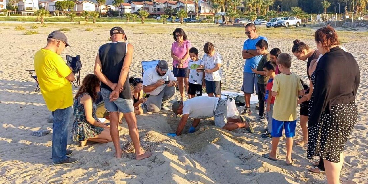 Kuşadası Ve Didim'de Carreta Caretta Yavruları Denizle Buluşturuldu