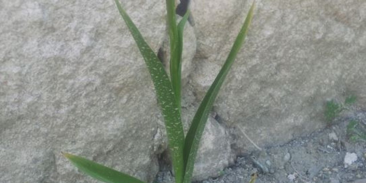 Biyokaçakçılara 5,6 Milyon Tl Ceza