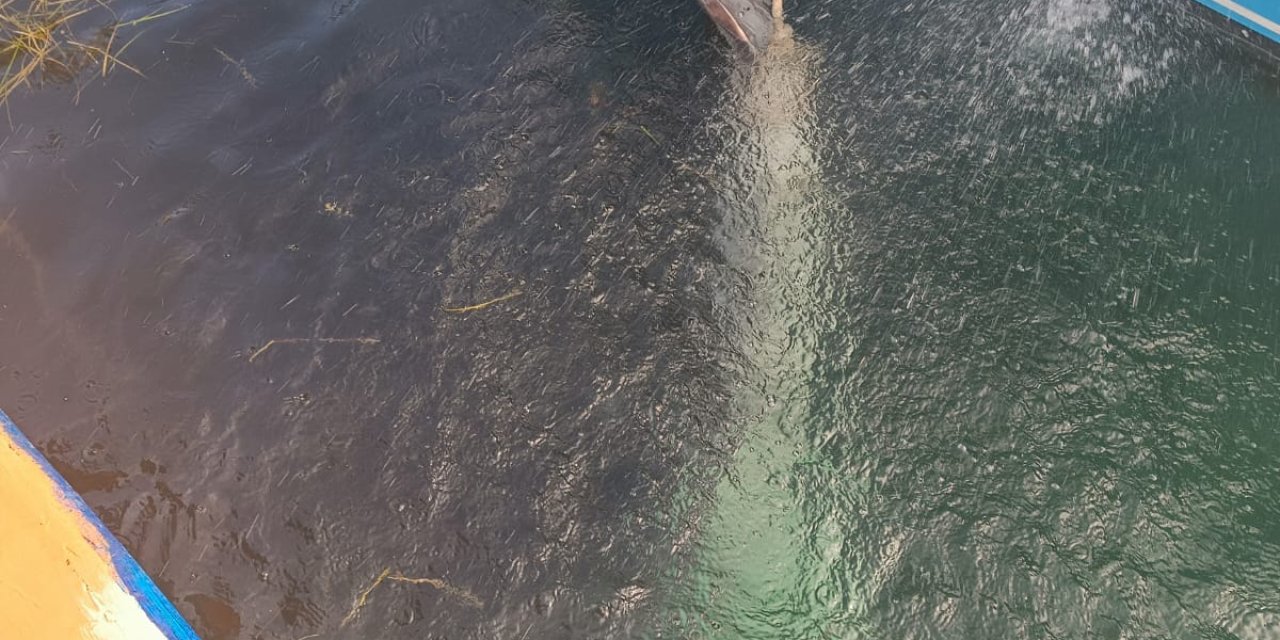 Teknesine Çekemediği 4 Metrelik Köpek Balığını, Yüzdürerek İskeleye Getirdi