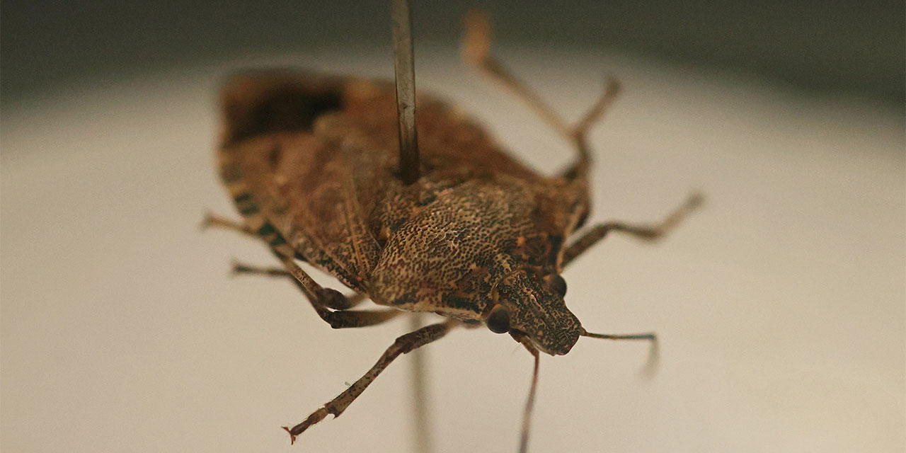 Ziraatçılardan "Bu böceği gördüğünüz yerde öldürün" uyarısı