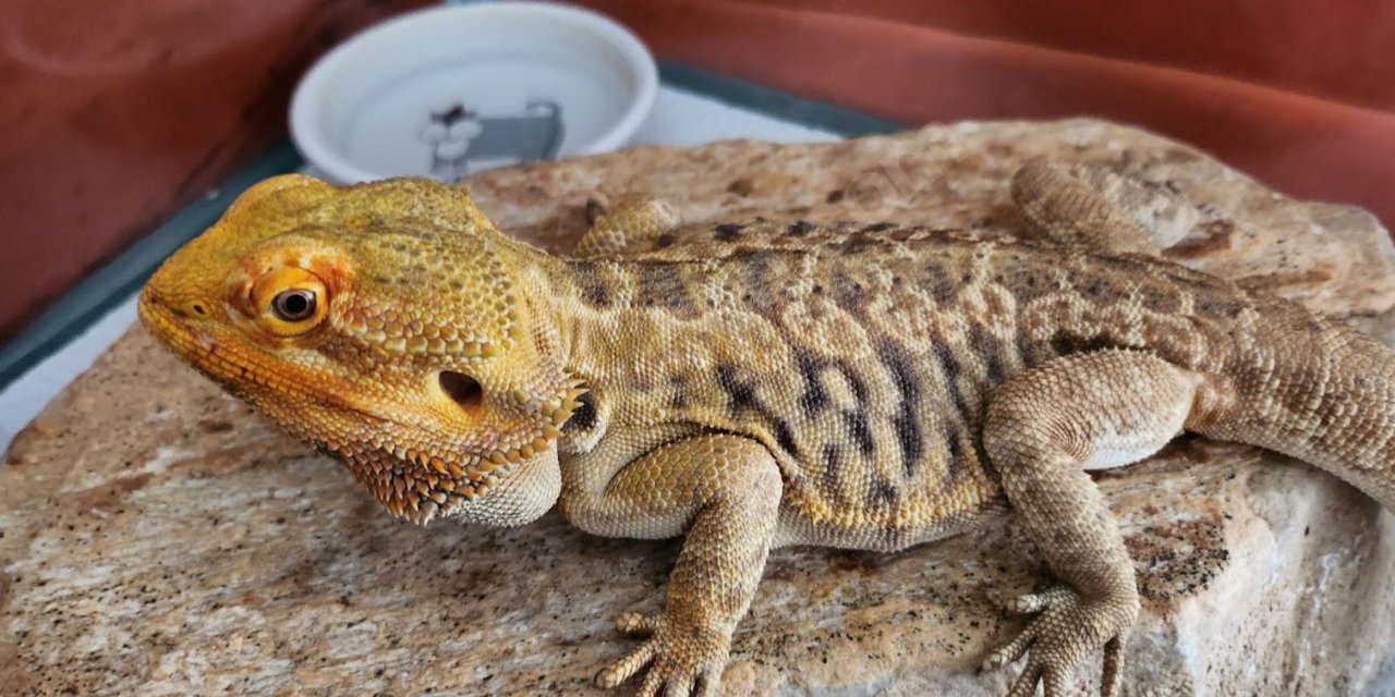 İnternetten 'Sakallı Ejder' Satışına 26 Bin 390 Lira Ceza