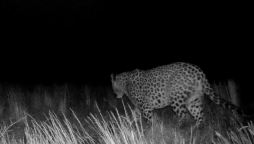 Prof. Dr. Şağdan Başkaya: "Anadolu Parsı popülasyonu artıyor"