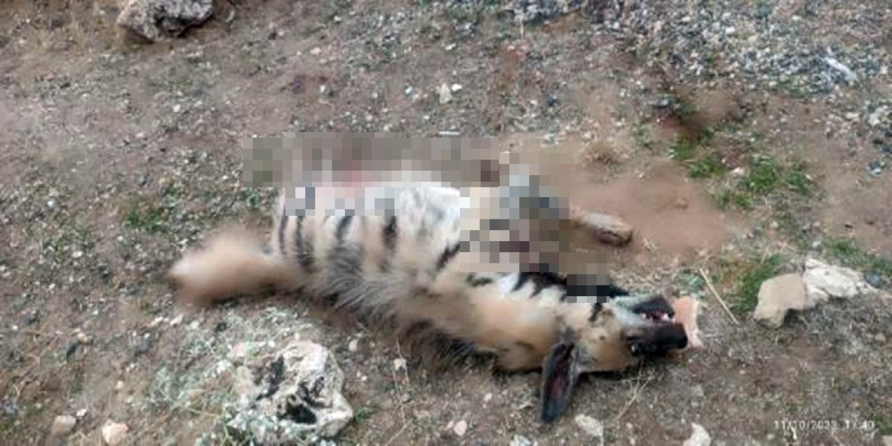 Mardin'de, Nesli Tehlike Altındaki Çizgili Sırtlan Ölü Bulundu