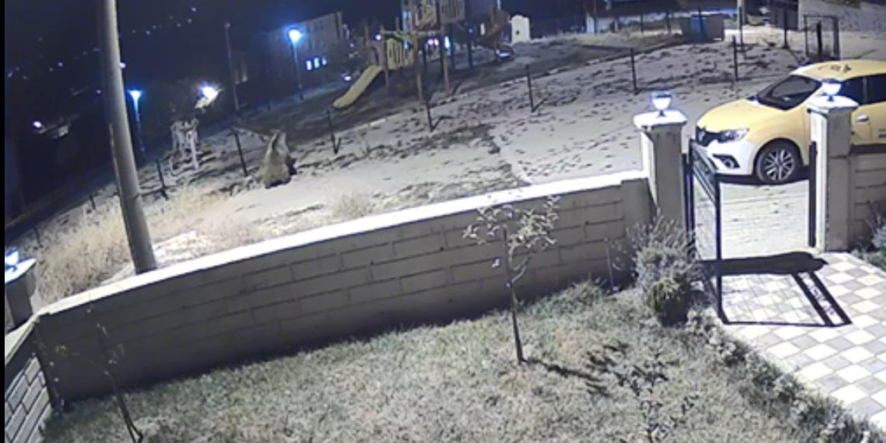 Parka Giren Ayı Tel Örgüleri Devirdi, Ekipler Sabaha Kadar Aradı