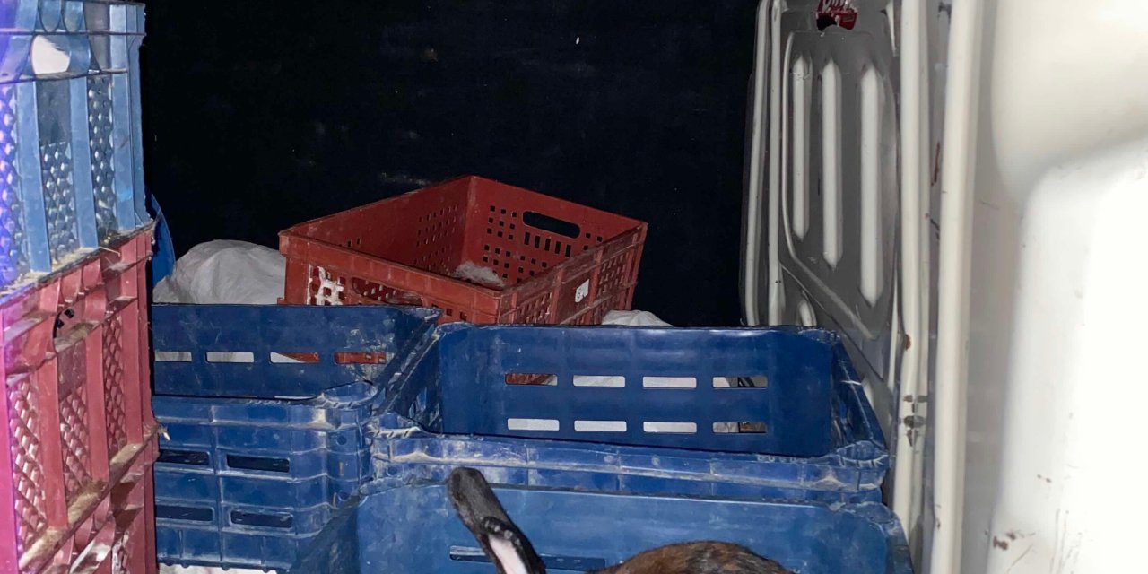 Edirne'de Nakil Belgesiz Taşınan 100 Tavşan Ele Geçirildi