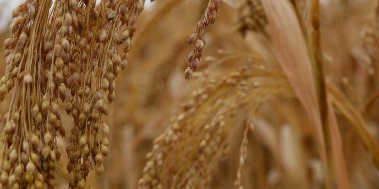 'Unutulmuş Ürün' Darı, Geri Dönüyor