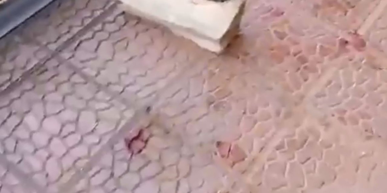 Artvin’de Kayak Merkezinin Kapıları Kırıldı, Eşyalar Kullanılamaz Hale Geldi; Şüpheli Ayılar