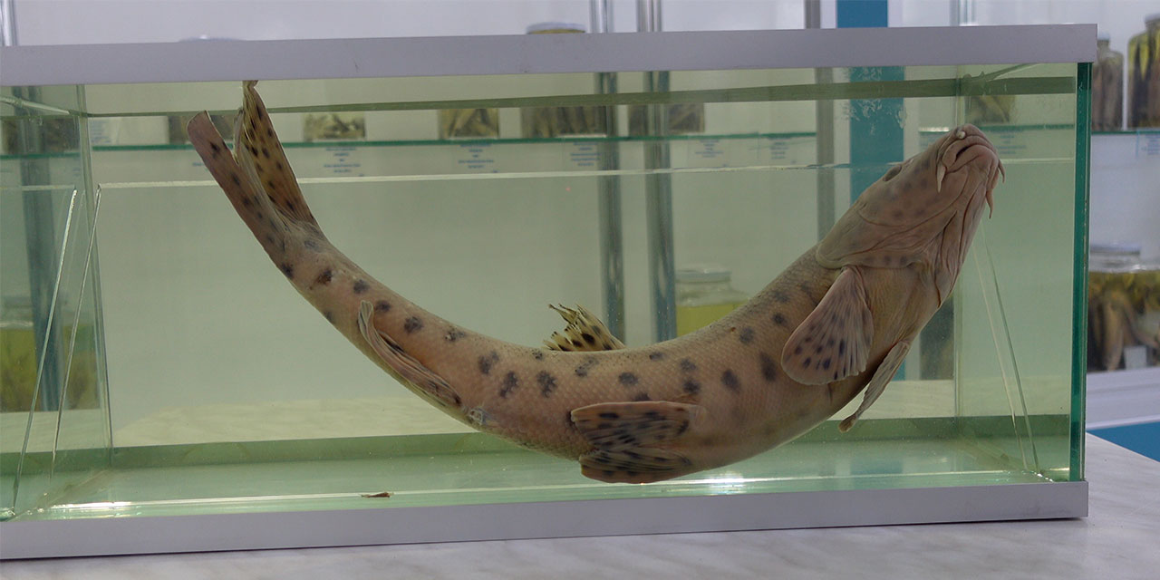 RTEÜ'lü Bilim İnsanları, Dünyanın En Nadir Canlılarından Leopar Sazanını Arıyor