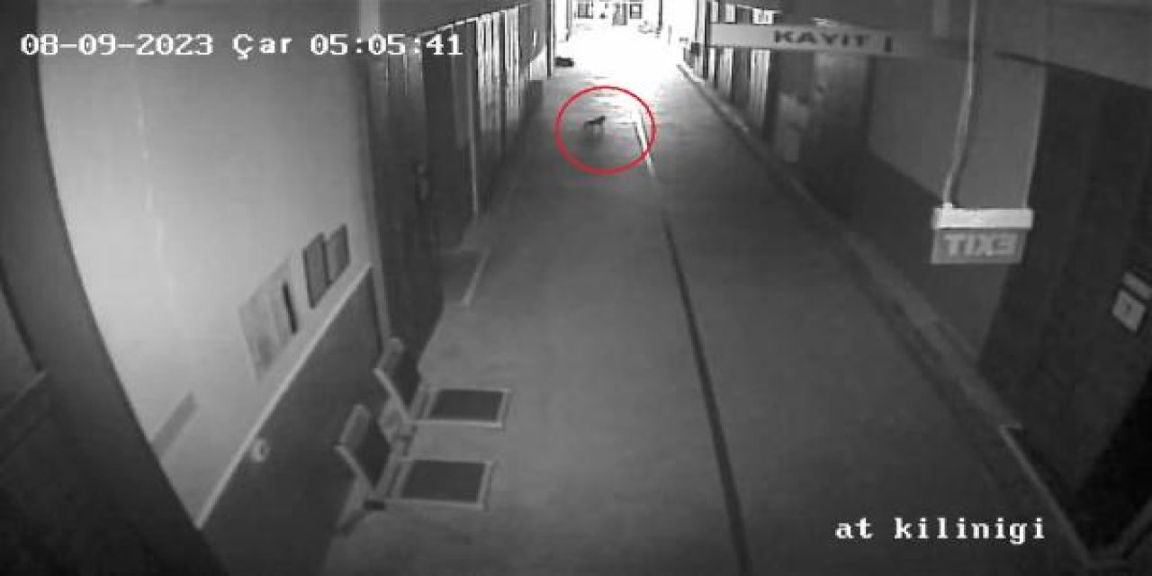 Girdiği Hayvan Hastanesinde Ameliyat Edilen 'Ali Cabbar' Sahiplendirildi