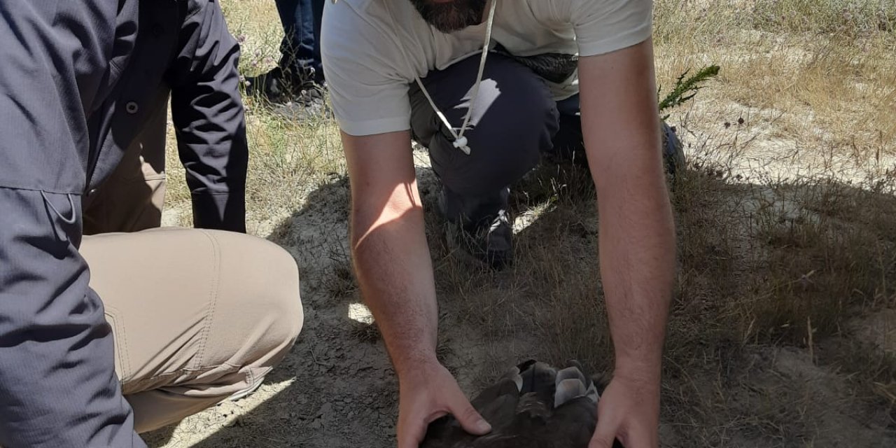Türkiye’de 12 Çift Kalan Bozkır Kartallarının Yuvalarına Koruma / Ek Fotoğraf