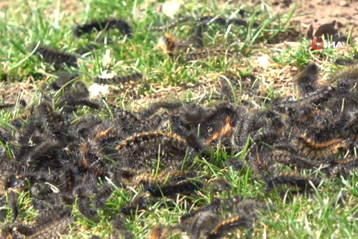 Şırnak'ta tırtıl istilası, köylüler tedirgin