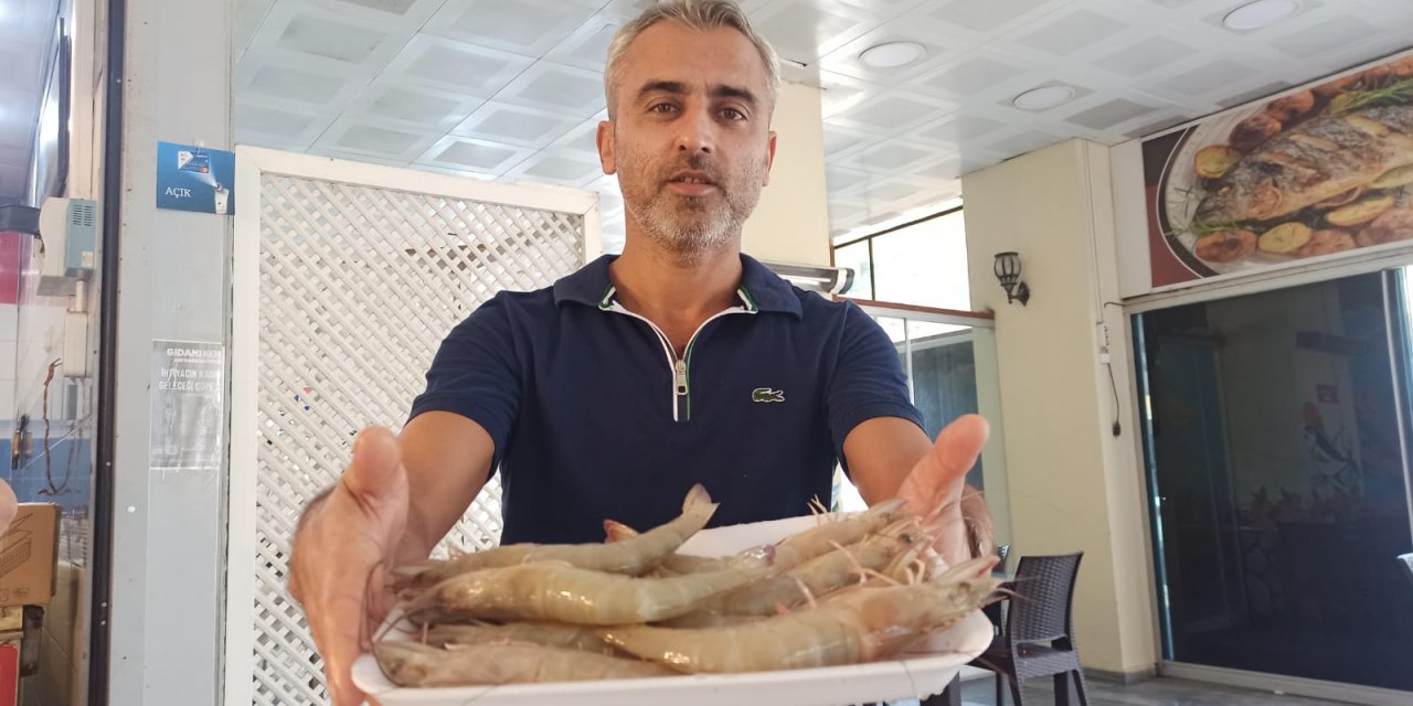İskenderun Körfezi'nde 'Jumbo Karides' Bereketi