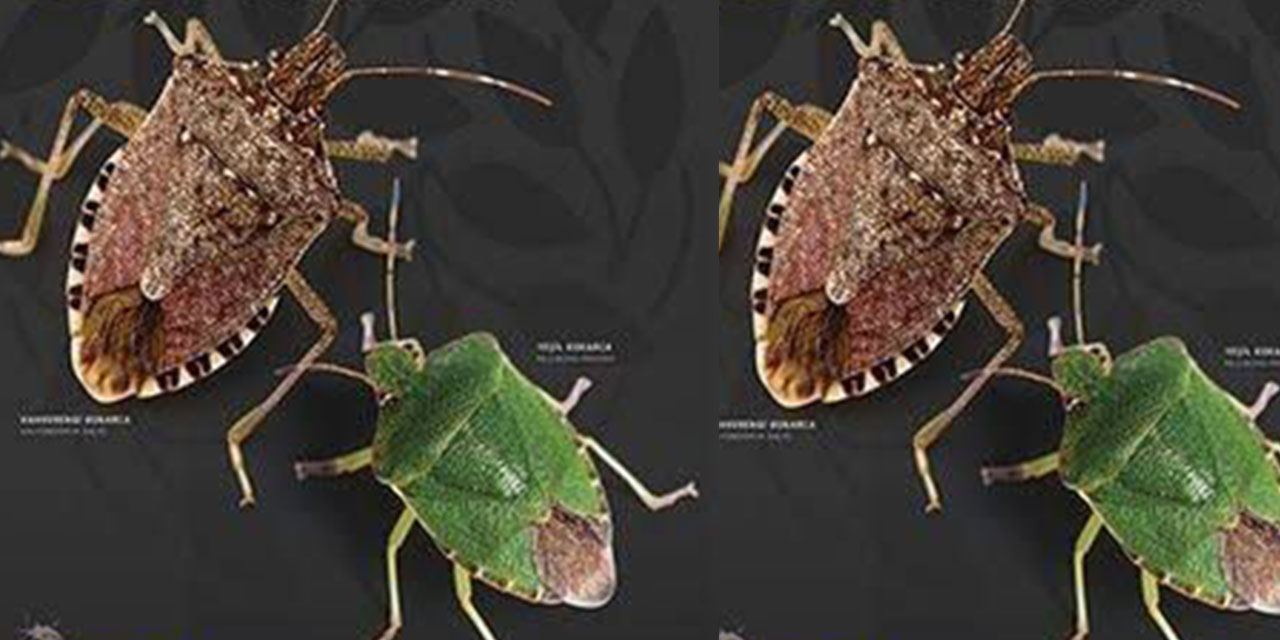 Karadeniz'de 'İstilacı Böcek' Durdurulamıyor; Bir Çift 14 Bin Yumurta Bırakıyor