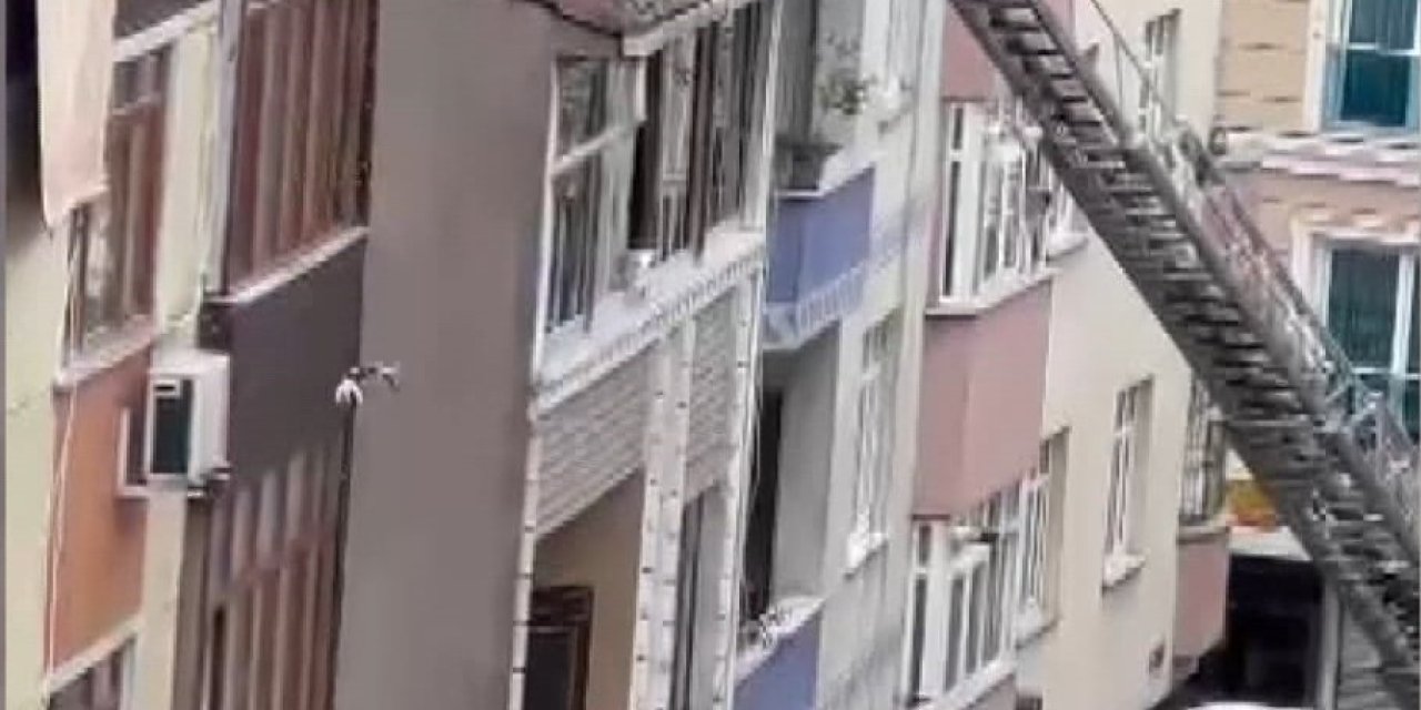 Sultangazi'de Çatıdan Düşen Yavru Kedi Koşarak Uzaklaştı