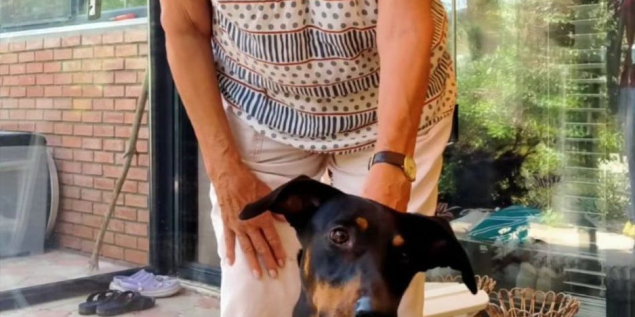 Berzeg'in Köpeği 'Tina', Kaybolmadan Önceki Haline Döndü